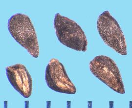  Clarkia speciosa.  The seed hilum is on the flat surface of the entire length of the seed.
