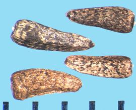  Heliomeris multiflora.  Black and brown mottled achenes with a lateral basal attachment.