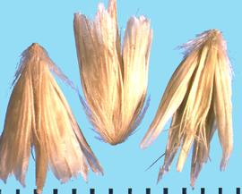  Pleuraphis jamesii . Spikelets with appressed hairs at the base. 