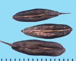  Isatis tinctoria.  Lavender siliques with a longitudinal line in the center and remnants of the pedicel. 