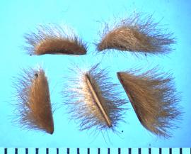  Larrea tridentata.  The dorsal side of the fruit is densely covered with long hairs.