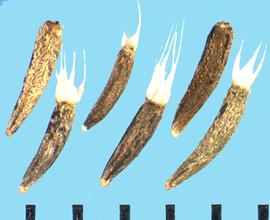  Lasthenia californica.  Achenes with a pappus of triangular and papery scales. 