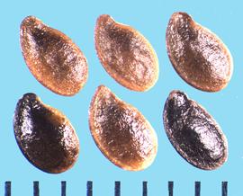  Linum lewisii.  Wrinkled seeds with fine stipples.