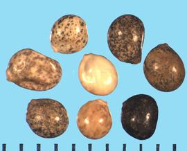  Lupinus confertus.  Seeds with brown and white mottling.