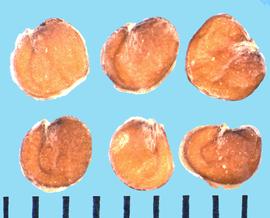  Matthiola incana.  Seeds with a strong groove between the radicle and cotyledon lobes. 