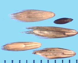  Melica californica.  Florets with a brown caryopsis.