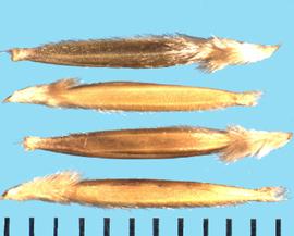 Nassella pulchra . The long geniculate awn arises from the bearded crown-like structure at the apex of the lemma. 