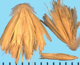  Pleuraphis rigida.  Spikelets with narrow lemmas that are deeply cleft into a few or several lobes and awns.