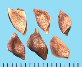  Pseudotsuga menziesii.  True seeds that are enclosed in wing fragments that are irregularly triangular. 
