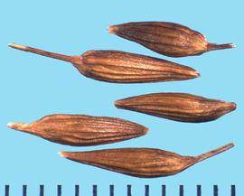  Purshia mexicana.  Achenes with many large longitudinal ribs.