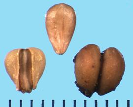  Rhamnus crocea.  True seeds that are borne singly in a fruit coat. 