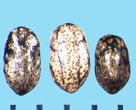  Salvia clevelandii.  Nutlets that are light brown with black reticulations. 