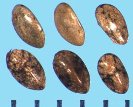  Salvia columbariae.  Nutlets with a small hilum at the base. 