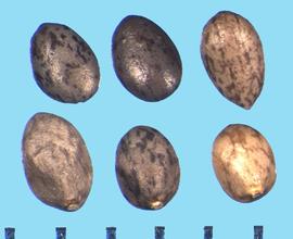  Salvia farinacea.  Nutlets with dark gray to light yellow with black mottling. 