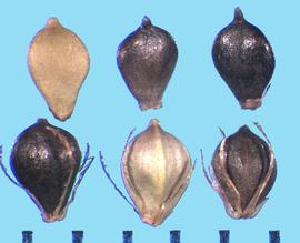  Schoenoplectus acutus.  Achenes with the base of the style remaining on the apical end.