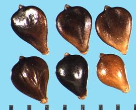  Bolboschoenus maritimus.  Achenes are smooth or with small stipples.