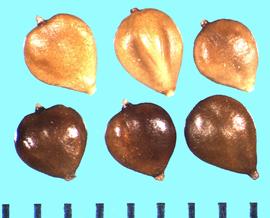 Bolboschoenus robustus.  Smooth achenes with remnants of scar and style.