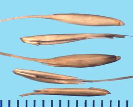  Elymus multisetus.  Florets are smooth with scabrous awns and a narrow and glabrous rachilla. 
