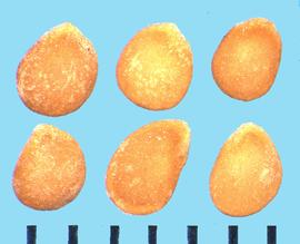  Solanum triflorum.  True seeds with stipple bases that are not uniformly shiny.