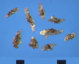  Spiranthes cernua.  True seeds with an oversized transparent outer tissue at the distal end. 