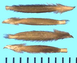  Nassella pulchra . Florets with a long and densely bearded callus. 