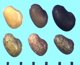 Trifolium alpestre . True seeds with a radicle lobe that is about two-thirds the cotyledon length. 