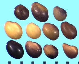  Trifolium apertum.  True seeds with a radicle lobe length that varies from 1/2 to the full length of the cotyledon lobe. 