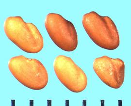  Trifolium montanum.  True seeds with a strong groove between the lobes. 