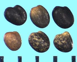  Trifolium pallescens.  True seeds with color varying from solid black to strong black mottling on a yellow background. 
