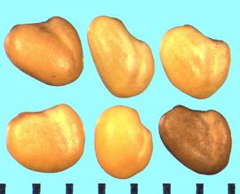  Trifolium pannonicum.  True seeds with the axis of the radicle and cotyledon lobes not parallel.
