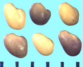  Trifolium rubens.  True seeds that have a weak groove on the seed side between the radicle and cotyledon lobes. 