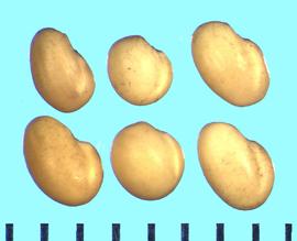  Trifolium trichocephalum.  True seeds with a surface grooves between lobes and are almost oval-shaped. 