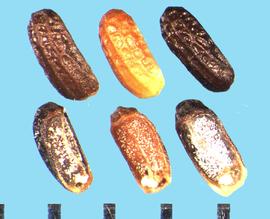  Verbena lasiostachys.  Nutlets with two flat surfaces with a central ridge present on the ventral side.