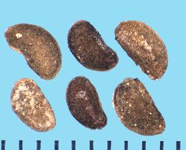  Zygophyllum fabago.  Winglike structure around true seed.