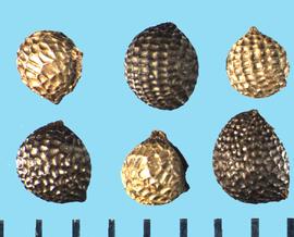  Argemone polyandhemos . Globose true seeds with deep square reticulations. 