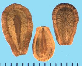  Asclepias speciosa.  True seed with winged margins and small warts on the dorsal side. 