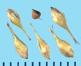  Carex hystericina.  Achene perigynium has several longitudinal ribs and a long neck, which splits at the apex.