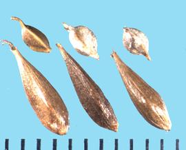  Carex lacustris.  Achenes with a lanceolate perigynium with fine longitudinal lines.