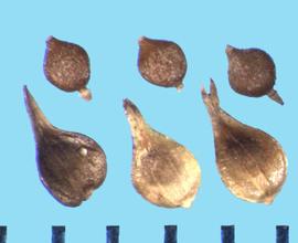  Carex vulpinoidea.  Achenes with an obovate perigynium with longitudinal ribs. 