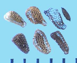  Castilleja integra.  Seeds with a fragile net covering, with an overall conical shape.