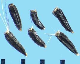  Conoclinium coelestinum.  Achenes with a white pappus ring, with some retained pappus hairs.
