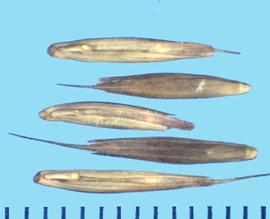  Elymus patagonicus.  Florets with lanceolate lemmas and a small hump near the callus.