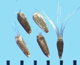  Erigeron speciosus.  Achenes with a long, barbed pappus that is usually broken down to short bristles.