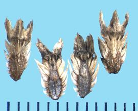  Eryngium yuccifolium.  Mericarps with dorsal and lateral sides with coarse scales.