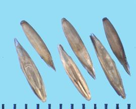  Festuca thurberi.  Florets with an indentation above the callus. 