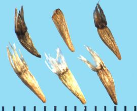  Hymenoxys hoopesii.  Achenes with some moderate and longitudinal wrinkles.