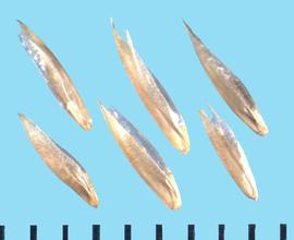  Koeleria macrantha.  Florets with a small lateral groove above the callus.