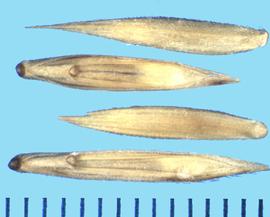  Leymus karelinii.  Florets with a V-shaped rachilla and appressed hairs. 