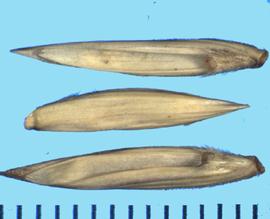  Leymus racemosus.  Florets with a V-shaped rachilla sinuses that are covered with long hair. 