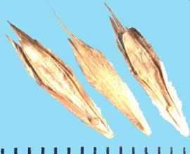  Bromus anomalus.  Florets with uniformly spaced short hairs on the palea margins.